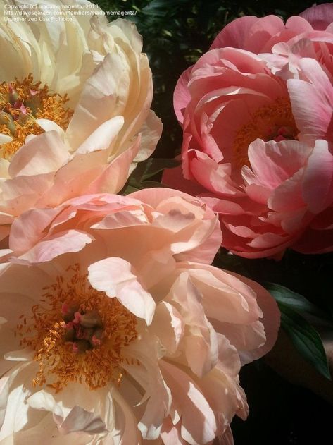 Aesthetic Peonies, Peony Garden, Paeonia Lactiflora, Peonies Garden, 수채화 그림, No Rain, Garden Flower, Peony Flower, Flower Beauty