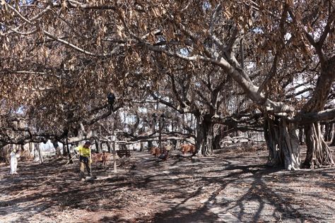 Lahaina Banyan Tree, Key Lime Colada, Lahaina Hawaii, Hawaii Magazine, Snow Days, Banyan Tree, New Roots, Surf Lesson, Beach Bar