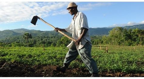 In the 20th century, some 600,000 Black farmers were forced off their lands. Black Farmers, Green Land, Agricultural Land, Food Security, African Diaspora, Black American, People Around The World, Focus On, The Earth