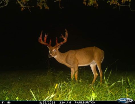 Deer In Headlights, Fallow Deer, Animal References, Nature Animals, Deer, Animals, Quick Saves, Nature