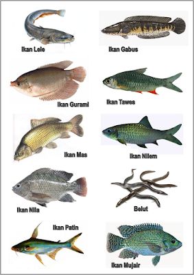 GAMBAR│FOTO│JENIS-MACAM-NAMA IKAN AIR TAWAR | freewaremini Fish Chart, Shrimp Farming, Oscar Fish, Ikan Air Tawar, Body Parts Preschool, Kindergarten Addition Worksheets, Otters Cute, Fish Illustration, Cute Fish