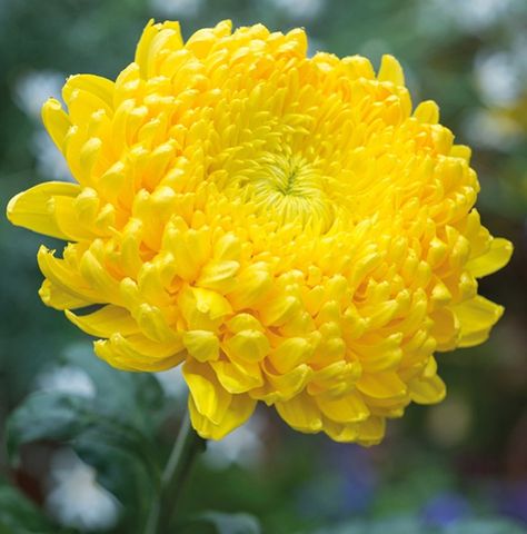 Bright Yellow Flowers, Bells Aesthetic, Chrysanthemum Seeds, Garden Tool Holder, Yellow Chrysanthemum, Chrysanthemum Flower, Bulb Flowers, Farm Gardens, Yellow Flower