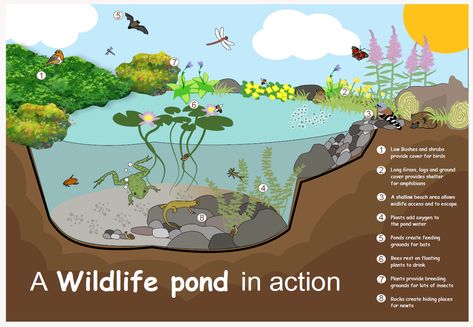 Small Wildlife Pond, Pond Habitat, Wildlife Pond, Bushes And Shrubs, Sensory Garden, Floating Plants, Pond Plants, Natural Swimming Pool, Garden Animals