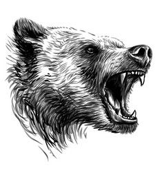 Head a ferocious grizzly bear Royalty Free Vector Image Sketchy Portrait, Growling Bear, Horse Art Ideas, Superhero Background, Wild Animals Vector, Bear Sketch, Sketch Style Tattoos, Angry Bear, Bear Vector