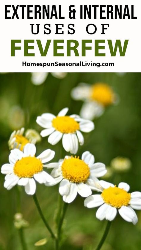 Feverfew is a gorgeous daisy-like flower with some amazing healing benefits. It’s super easy to grow and extremely productive. All those productive blooms make it easy to take advantage of the external and internal uses of feverfew. Feverfew Flower, Medicinal Herbs Remedies, Medicinal Wild Plants, Edible Weeds, Herbal Medicine Recipes, Herbal Remedies Recipes, Magickal Herbs, Essential Oils For Headaches, Seasonal Living