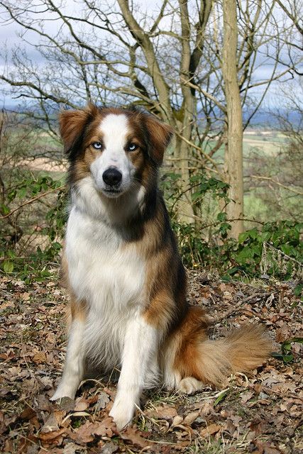 Welsh Sheepdog: Rum Puppy Playground, Welsh Sheepdog, Dog Oc, Dog Reference, English Shepherd, Sheep Dog, Dog List, Calm Dogs, All Dog Breeds