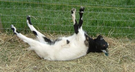 Fainting Goat Videos to Make Your Sides Hurt From Laughter http://www.wideopenpets.com/10-fainting-goat-videos-us-stitches/ Goat Videos, Goats Funny, Cute Goats, Goat Farming, Baby Goats, Animal Behavior, Cute Animal Videos, Animal Memes, Cute Funny Animals