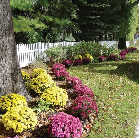 Garden Mums Landscape, All Year Round Plants, Hardy Mums, Potted Mums, Planting Mums, Garden Mum, Spring Gardening, Most Popular Flowers, Get In The Mood