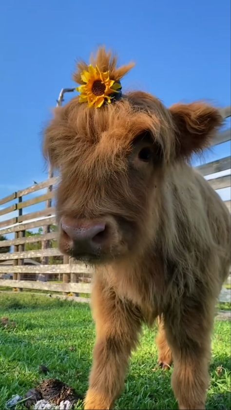 Highland Cow Plush, Mini Highland Cow, Miniature Cows, Pet Cows, Cute Wildlife, Scottish Cow, Cow Cat, Cow Plush, Cow Photos