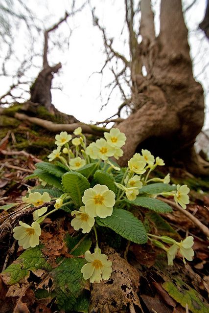 Primrose Meaning, Scottish Wildflowers, Wild Primrose, Primula Vulgaris, Yellow Primrose, Sacred Flower, Country Spring, First Signs Of Spring, Woodland Plants