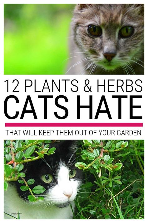 Cat Yard Deterrent, How To Repel Cats From Yard, Plants Cats Hate, Cat Repellant Garden, Plants That Repel Cats, Cat Repellant Outdoor, Cat Repellent, Feeding Birds, Repellent Plants