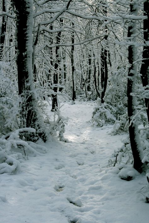 Stopping by woods on a snowy evening... Frozen Forest Aesthetic, Snowy Forest Aesthetic, Snow Forest Aesthetic, Tundra Biome, Snowy Evening, House Moving, Snow Forest, I Love Snow, Snowy Forest