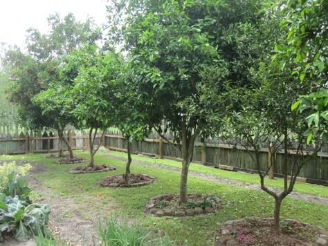 Fruit Tree Backyard, Citrus Tree Landscaping, Backyard Fruit Trees Layout, Fruit Trees Garden Design Layout, Front Yard Fruit Trees Landscaping, Orchard Garden Layout Fruit Trees, Backyard Orchard Layout Fruit Trees, Fruit Trees Backyard Design, Home Orchard Layout