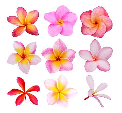 62,422 Flower Frangipani Stock Photos, Pictures & Royalty-Free Images - iStock Background White, Still Life Painting, Flower Drawing, Royalty Free Images, Stock Images Free, First Time, Royalty Free Stock Photos, Royalty Free, Stock Images