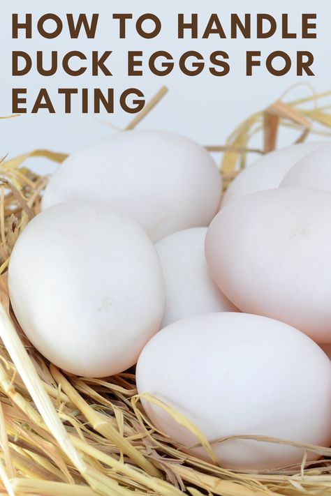 From keeping the eggs clean to storing them properly, it is important to handle duck eggs properly, especially if you plan to eat them. Recipes Using Duck Eggs, Duck Raising, Backyard Chickens Diy, Keeping Ducks, Cottagecore Recipes, Duck Breeds, Peking Duck, Duck Eggs, Quack Quack