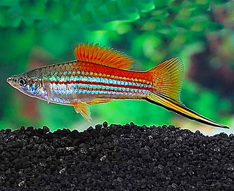 Swordtail Fish, Tropical Fish Aquarium, Tropical Freshwater Fish, Fresh Water Fish Tank, Fishing Room, Tropical Aquarium, Aquarium Ideas, Freshwater Aquarium Fish, Fresh Water Tank