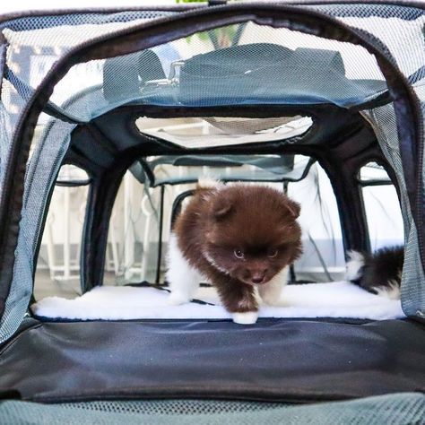 When your fur baby is our Happy Camper Expandable Pet Carrier, they'll have 5 spacious "rooms" to sprawl out in, no matter where you travel!😻Grab it now using the link in our bio👏


#traveltiktok #pettravel #pettravelbag #pettraveltips #dogtravel #dogtraveltips #dogfriendly #airline #dogfriendlyairlines #petfriendly #petfriendlyairline Camper Dog, Pet Care Instructions, Pet Travel Bag, Car Sick, Dog Travel, Dog Carrier, Happy Camper, Pet Carriers, Happy Campers