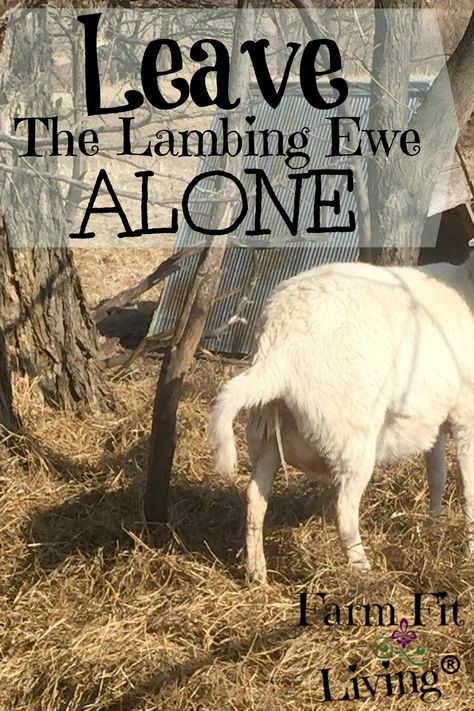 Sheep House, Farm Facts, Pet Sheep, Goat Milking, Animals Care, Livestock Farming, Raising Farm Animals, Alpaca Farm, Baby Sheep