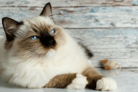 Cat Years to Human Years Age Chart - Ragdoll Cats World Seal Point Ragdoll, Ragdoll Cat Breed, Cat Years, Birman Cat, Cat Ages, Ragdoll Cats, Crochet Cat Pattern, Plush Coat, Ragdoll Kitten