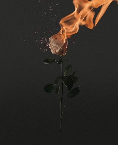 Original Art Digital/Photo/Color Photography, measuring: 40.64W x 50.8H x 0.25D cm, by: Brian Oldham (United States). Styles: Conceptual, Surrealism, Fine Art, Photorealism. Subject: Floral. Keywords: Moody, Flowers, Floral, Fire, Orange, Flower, Dark, Flame, Flames, Rose, Sparks, Love. This Digital/Photo/Color Photography is one of a kind and once sold will no longer be available to purchase. Buy art at Saatchi Art. Dark Flower Art, Flower On Fire, Flaming Rose, Rose On Fire, Flower Fire, Moody Flowers, Burning Flowers, Toxic Love, Art Surrealism