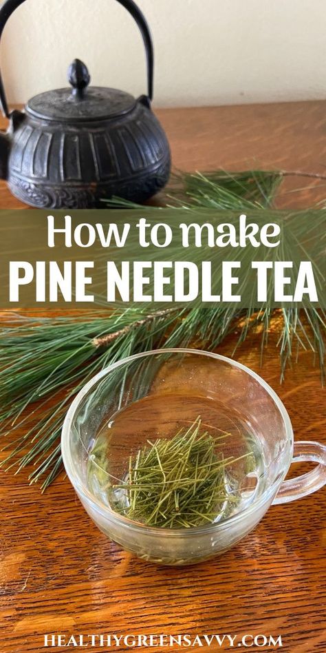 Skullcap Tea Benefits, White Pine Needle Tea, Medicinal Teas, Pine Tea, Herbal Living, Medicine Recipes, Pine Needle Tea, Food Foraging, Homeopathy Remedies