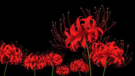 Lycoris Radiata, Spider Lilies, Red Anime, Red Spider Lily, Gifs Anime, Spider Lily, Red Spider, Aesthetic Gifs, Banner Gif