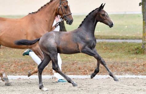 Danish Warmblood, Warmblood Horses, Mask Pictures, Dressage Horses, Sport Horse, Aarhus, Show Jumping, Horse Breeds, Dressage