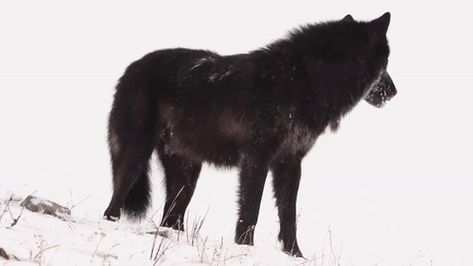 Black Wolf Gif, Baby Wolves, Wolf Running, Werewolf Aesthetic, Red Wolf, Wolf Pictures, Beautiful Wolves, Bull Riding, Big Bad Wolf