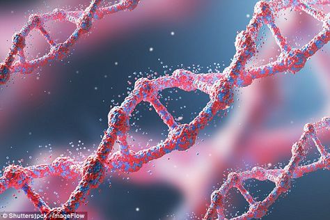 Scientists have pinpointed the genes that helped early humans adapt to new food as they conquered the world (stock image) Genetic Diseases, Human Genome, Human Dna, Brain Tissue, Gene Therapy, Genetic Mutation, Medical Anatomy, Cardiology, Biotechnology