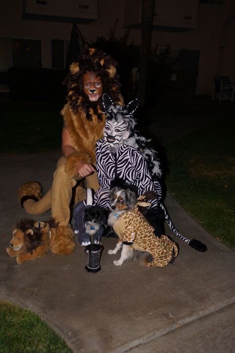 Halloween couple costume, dog costumes. Safari. Lion, zebra, elephant, giraffe. Unique, homemade. Matching beer mugs. Face paint. Lion And Lion Tamer Costume Couple, Adult Safari Costume, Safari And Animal Couple Costume, Lion King Giraffe Costume, Lion King Jr Costumes Hyena, Lion Costume Diy, Indoor Dog Potty, Lion Couple, Lion Costume