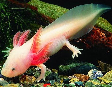 The axolotl is a curious creature native to Mexico. It is a type of salamander that does not complete its development in the adult phase – it stays a larva and never grows up.