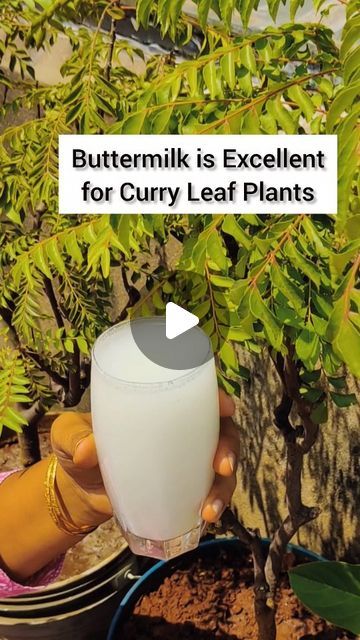 🌱$w@th!🌱 on Instagram: "Diluted curd or buttermilk is a very excellent home fertilizer for the curry leaf plant. You need to allow the soil to dry completely before watering the plant. Buttermilk is high in nitrogen and phosphorus, which provide essential nutrients for growth. Moreover, buttermilk makes the soil slightly acidic, which benefits Curry plants. It is also high in probiotic bacteria that enhance the Curry plant's ability to fight fungi, such as blind spots and powdery mildew.  🌿How to use buttermilk for curry leaf plants? 👉 Mix well with two or three tablespoons of sour curd to one liter of water. 👉Wait until the soil of the curry leaf plant is fully dry. 👉 Pour the mixture into the base of the curry leaf plant. 👉Apply this weekly to get good results.  #curryleaves  #but Curry Leaves Plant, Curry Leaf Plant, Curry Leaf, Natural Fertilizer, Gardening Hacks, Leaf Plant, Powdery Mildew, Creative Gardening, Essential Nutrients