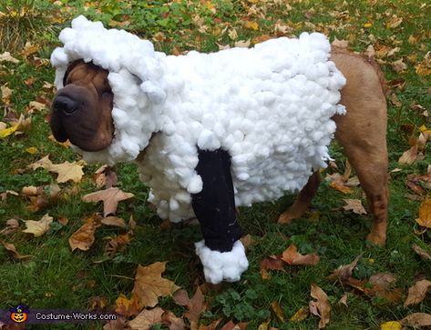 Lilly the Shar Pei Sheep Costume - Halloween Costume Contest Bo Peep Party, Baby Sheep Costume, Diy Sheep Costume, Baby Lamb Costume, Diy Sheep, Sheep Costume, Halloween Diy Kids, Dog Costume Ideas, Diy Baby Costumes