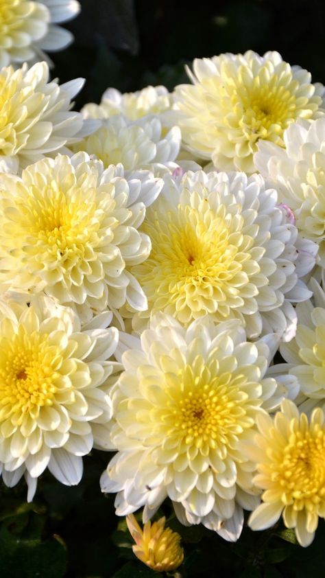 Dalia Flower Aesthetic, Dalia Flower Wallpaper, Chrysanthemum Aesthetic, Dalia Flower, Flower Chrysanthemum, Flower Identification, White Blossom, Dahlia Flowers, Multi Colored Flowers