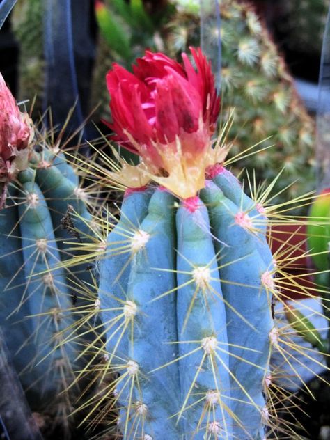 20/365: Strawflower Cactus Cactus Garden Design, Indoor Cactus Plants, Cactus Backgrounds, Succulent Flowers, Blooming Succulents, Alien Plants, Blue Succulents, Indoor Cactus, Cactus Planta