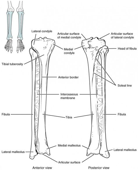 Bones of the Lower Limb | Anatomy and Physiology Anatomy Diagrams Study, Skeleton Worksheet, Diagnostic Radiography, Appendicular Skeleton, Limb Anatomy, Anatomy Help, Physiology Study, Sesamoid Bone, Quadriceps Femoris