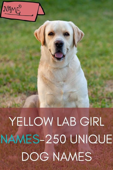 Yellow Lab Girl Names are finally compiled. A name of a dog or human is very important in its personality and its general... #dognames #dognamesuggestions #yellowlab#girlname Female Lab Puppy Names, Yellow Dog Names, Yellow Labs Dogs, Good Girl Dog Names, Lab Puppies Yellow, Girl Dog Names Unique, Yellow Lab Names, Unique Dog Names, Golden Labrador Puppies