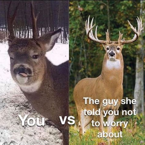 Deer Hunting Humor Hilarious, Deer Hunting Memes, Deer Meme, Funny Hunting Pics, Hunting Quotes Funny, Deer Hunting Humor, Hunting Jokes, Horse Jokes, Hunting Quotes