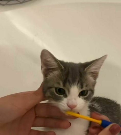 Brushing Cats Teeth, Kitten Teeth, Cat Brushing Teeth, Human Teeth, Cat Pictures, Silly Cats, My Cat, Cat Pics, Mood Pics