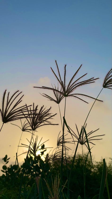 I found this grass in the graveyard Kingdom Plantae, Types Of Grass, Scientific Name, Common Names, Beautiful Pics, Grasses, The Common, Rhodes, Farm Life