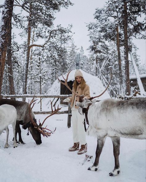 Deer Farm, Cozy Snow, Top Movies To Watch, Tromso Norway, Winter Aesthetics, Winter Landscapes, Pet Hotel, Winter Inspiration, Winter Photoshoot