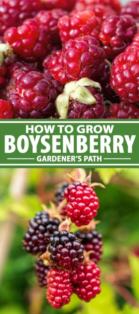 Boysenberries Recipes, Planting Dates, Homestead Lifestyle, Gardening Tricks, Green Backyard, Berry Garden, Growing Fruit Trees, Homegrown Food, Baked Ribs