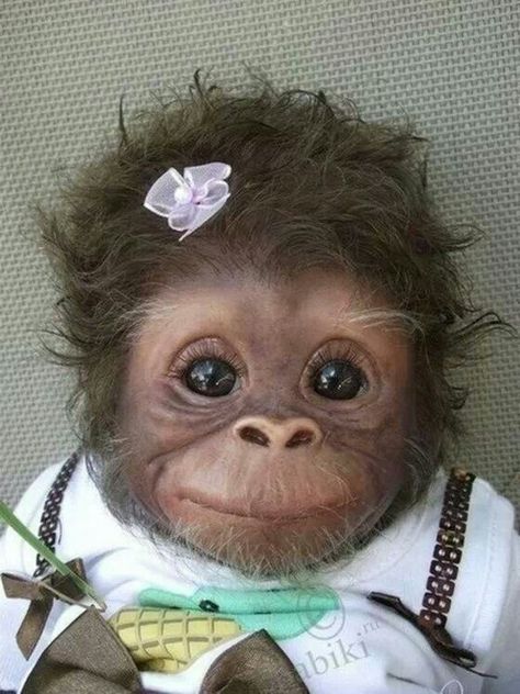 Monkey with a hair bow! A Monkey, Cute Monkey, Baby Monkey, Cute Animal Pictures, Cute Creatures, Sweet Animals, Animal Photo, Doberman, 귀여운 동물