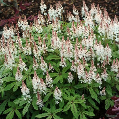 Tiarella 'Spring Symphony' from the Chelsea Gold Medal winning ... Garden Getaway, Shaded Garden, Flowers That Attract Butterflies, Evergreen Groundcover, Moonlight Garden, Foam Flower, Planting Plan, Smart Garden, Light Pink Flowers