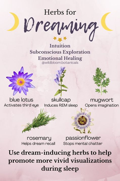 Looking for a way to make your dreaming experience betters? Consider taking a look into these herbs as each one has its own purpose on how to make your dreams soother! #dreams #night #nighttime #healthy #health #healthysleep #healthynap Herbs That Help You Sleep, Lucid Dreaming Herbs, Herbs For Lucid Dreaming, Herbs For Dreaming, Herbs For Relaxation, Herbs For Dreams, Magical Herbs And Their Uses, Psychoactive Herbs, Herbs For Creativity