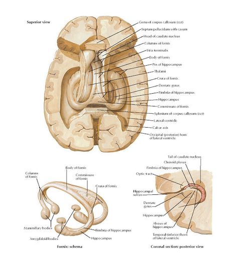 Hippocampus and Fornix Anatomy Genu of corpus callosum ( cut ) , Septum pellucidum with cavum , Head of caudate nucleus , Columns of f... Thalamus Anatomy, Hippocampus Brain, Corpus Hermeticum, Caudate Nucleus, Skeletal System Anatomy, Brain Nerves, Hippocampus Band Poster, Nucleus Accumbens, Nerve Anatomy