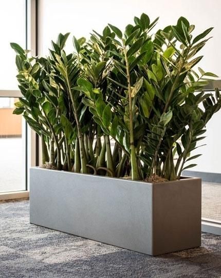 Flower Boxes Ideas, Indoor Planter Box, Box Gardens, Long Planter, Big Planters, Zamioculcas Zamiifolia, Rectangle Planters, Boxes Ideas, Plant Pot Decoration