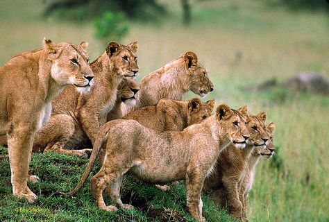 Pride of lions on the veldt Union Photography, Group Of Lions, Vacation Savings Plan, Shark Finning, Safari Bus, Murchison Falls, Pride Of Lions, Species Of Sharks, Vacation Savings