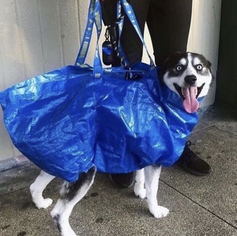 Ikea Bag, York Dog, Creative Bag, Nyc Subway, Tiny Dogs, Carrier Bag, Dog Sitting, Bored Panda, Dog Pictures