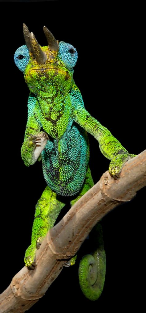 Jackson Chameleon, Animal References, Chameleons, Reptiles And Amphibians, Lizards, Amphibians, Frogs, Reptiles, Image Search